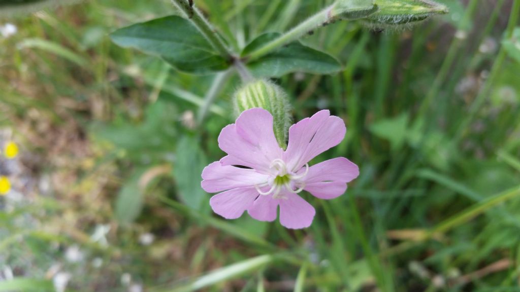 Silene latifolia (Caryophyllaceae)